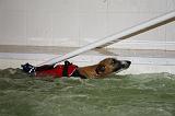 PISCINE A JET - WHIPPET 054